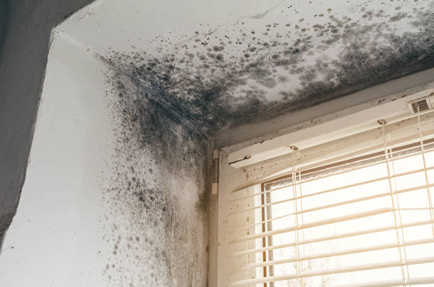 Affordable Mold Cleanup solutions in Hilltown, PA